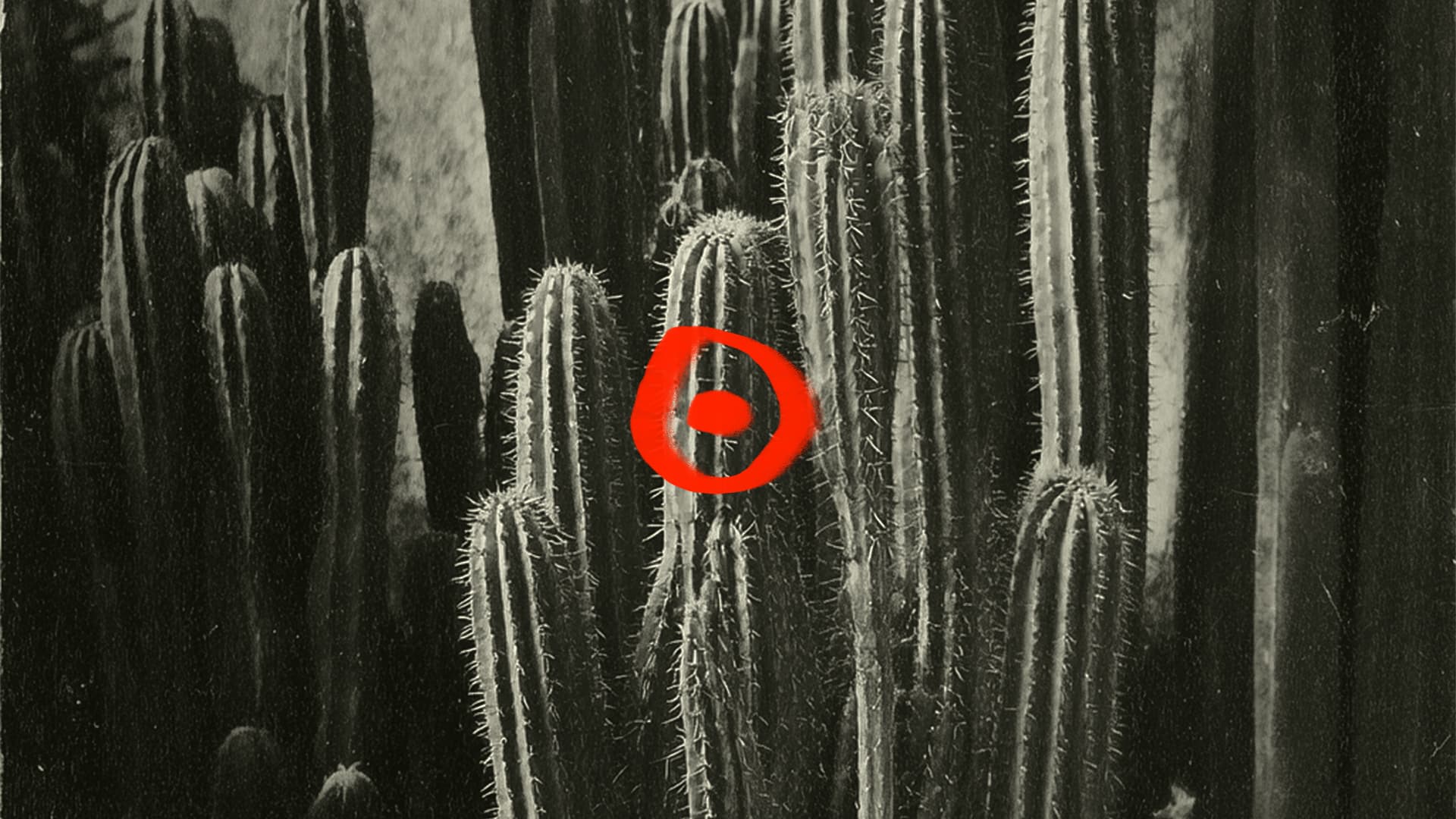Sounds of Morelia