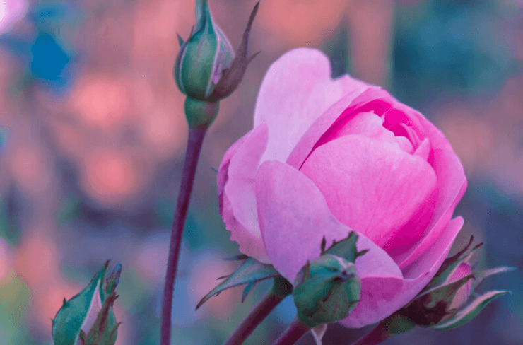 Chants des Fleurs